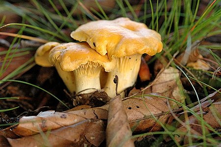 WIKIPEDIA Cantharellus cibarius - Lindsey